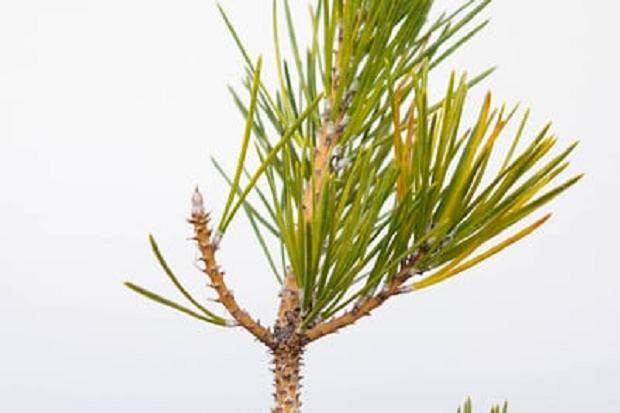 蚜虫是盆景害虫中最常见的 如何防治呢