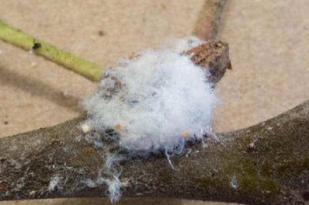 蚜虫是盆景害虫中最常见的 如何防治呢