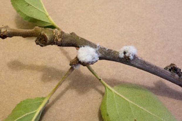 蚜虫是盆景害虫中最常见的 如何防治呢