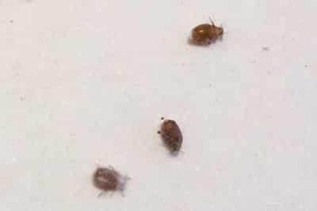 蚜虫是盆景害虫中最常见的 如何防治呢