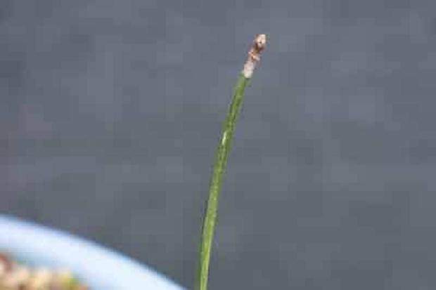 什么农药对松针盆景的尺度最有效