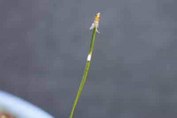 什么农药对松针盆景的尺度最有效