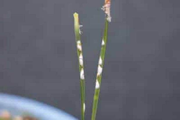 什么农药对松针盆景的尺度最有效