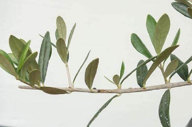 秋季是观察盆景害虫的关键时刻