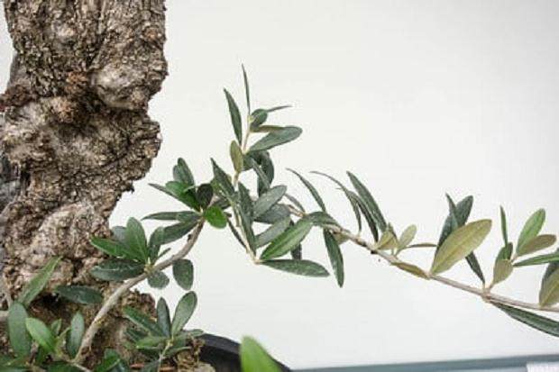 秋季是观察盆景害虫的关键时刻