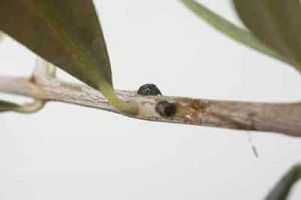 秋季是观察盆景害虫的关键时刻