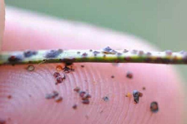 秋季是观察盆景害虫的关键时刻