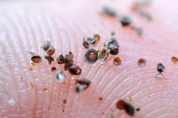 秋季是观察盆景害虫的关键时刻