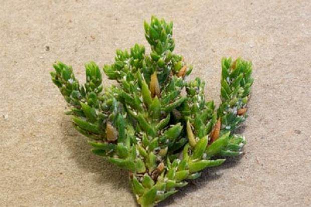 秋季是观察盆景害虫的关键时刻