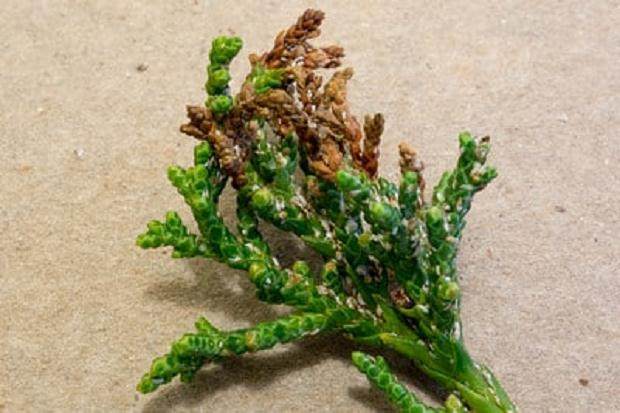 秋季是观察盆景害虫的关键时刻