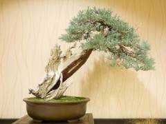 今年的金州盆景联盟大会由两个展览组成