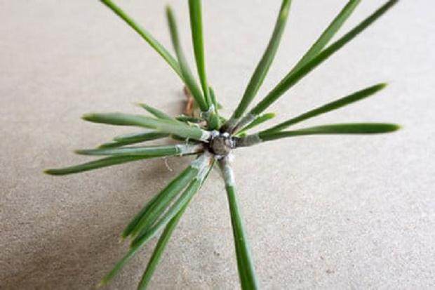 图解 你有没有见过黑松盆景上的花蕾有小白点