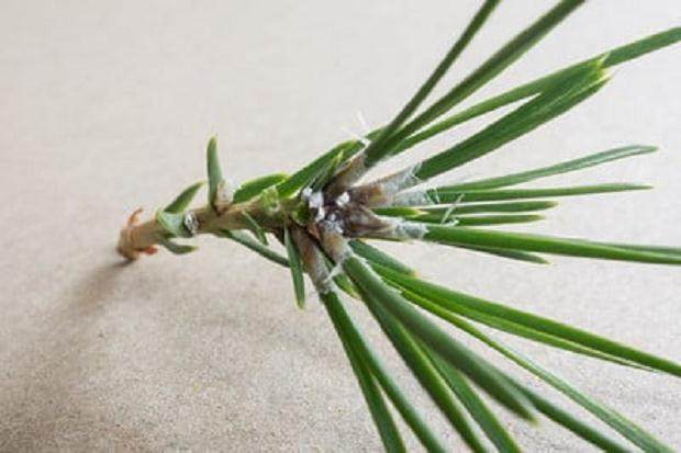 图解 你有没有见过黑松盆景上的花蕾有小白点