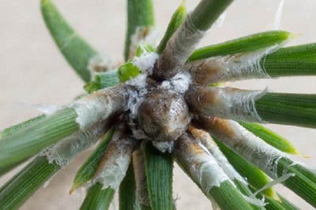 图解 你有没有见过黑松盆景上的花蕾有小白点