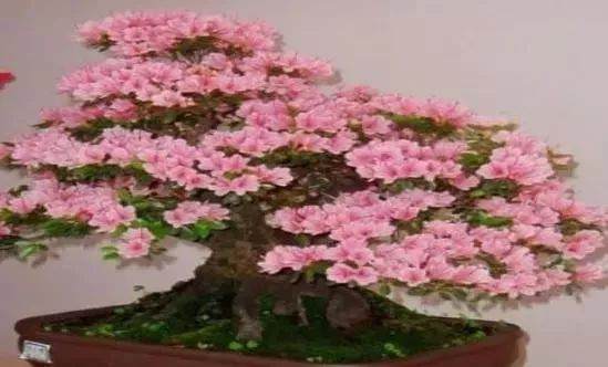 花卉盆景如何松土不会伤根 图片