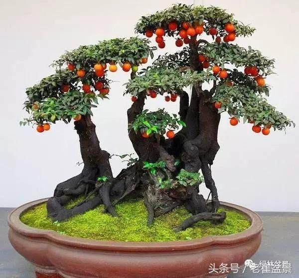 盆景金弹子有挂果和不挂果两种