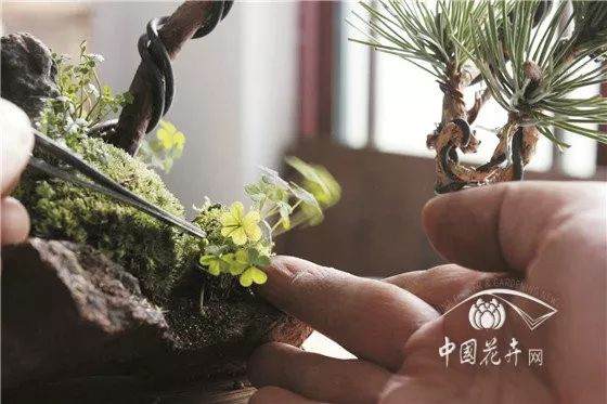 图解 制作盆景时要先清理植物 再植土入盆