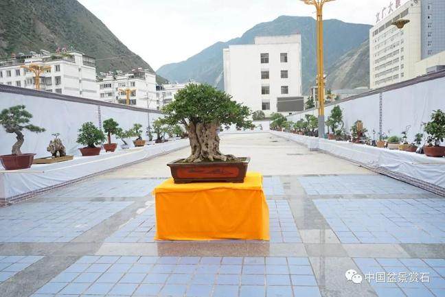 甘肃盆景活动中心成立颁牌仪式