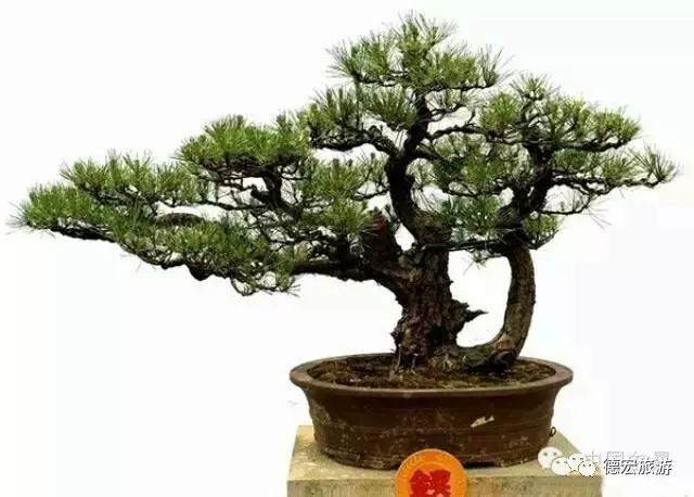 德宏瑞丰盆景展将于端午亮相芒市广场