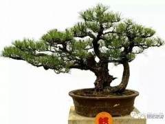 中国德宏盆景展览面积1000平方米