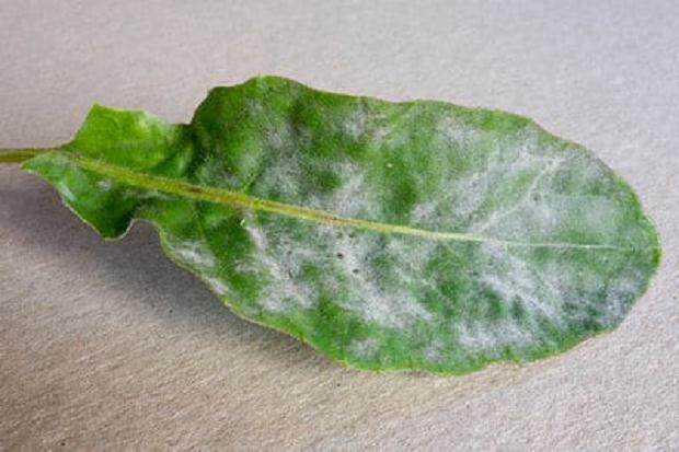 如何防治盆景得白粉病 图片