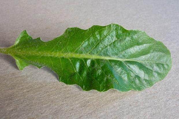 如何防治盆景得白粉病 图片