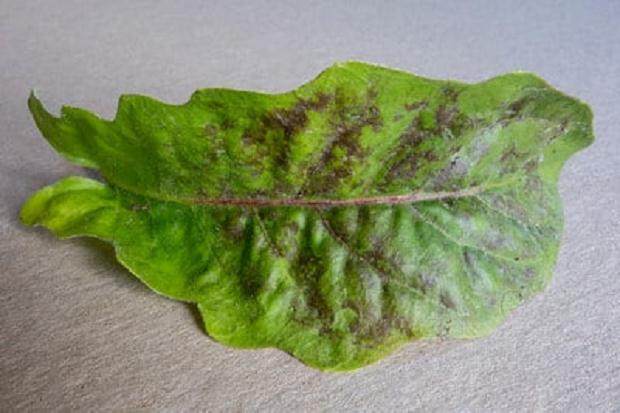 如何防治盆景得白粉病 图片