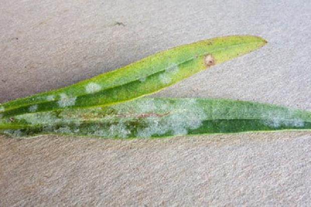 如何防治盆景得白粉病 图片