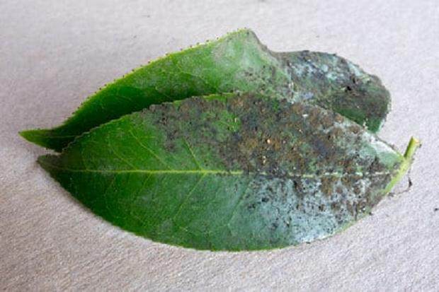 盆景上看到模糊的霉菌时该怎么办 图片