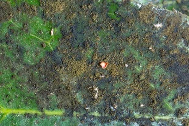 盆景上看到模糊的霉菌时该怎么办 图片