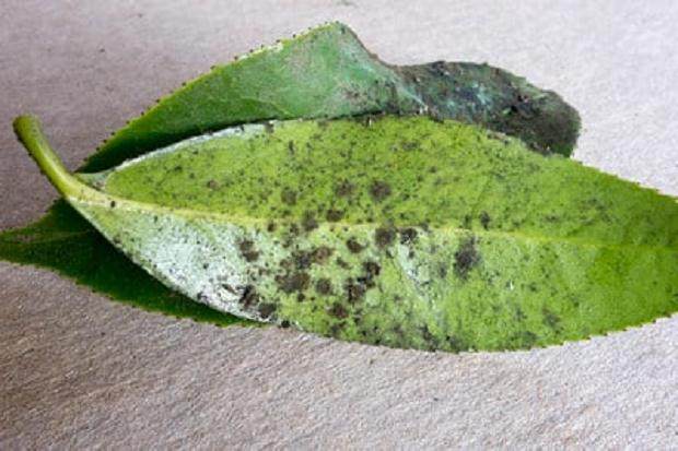 盆景上看到模糊的霉菌时该怎么办 图片