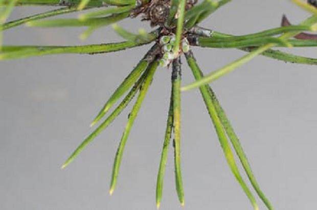 盆景上看到模糊的霉菌时该怎么办 图片