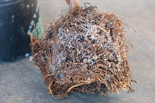 盆景的隐形害虫 - 根蚜虫和球蚜