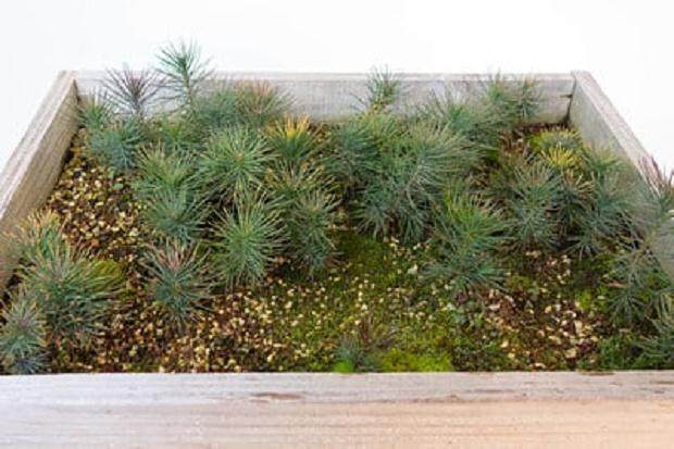 对红松苗盆景怎么翻盆的4个过程