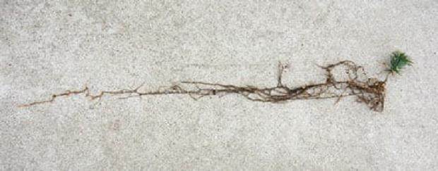 对红松苗盆景怎么翻盆的4个过程