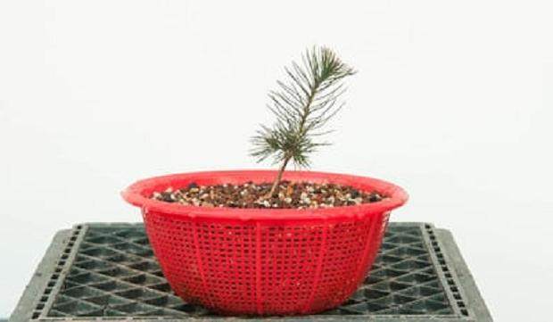 对红松苗盆景怎么翻盆的4个过程