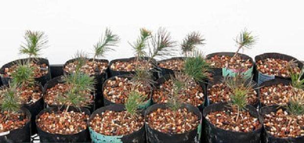 对红松苗盆景怎么翻盆的4个过程