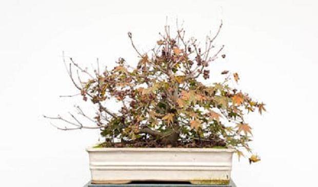 现在是修剪任落叶盆景的叶子的好时候