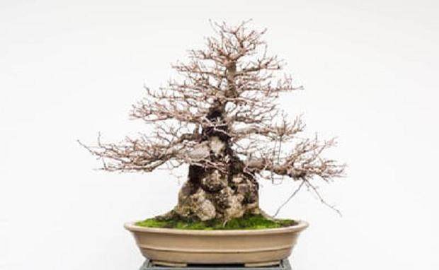 现在是修剪任落叶盆景的叶子的好时候