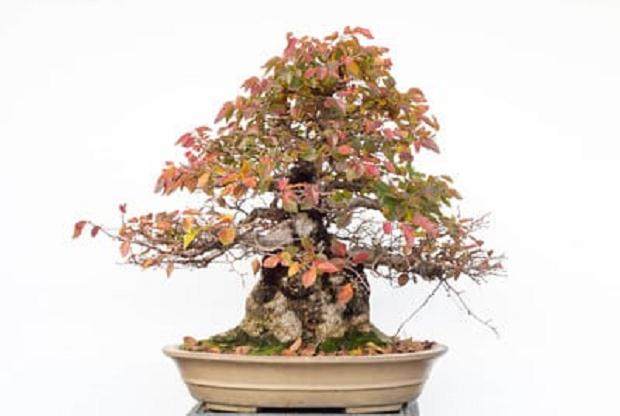 现在是修剪任落叶盆景的叶子的好时候