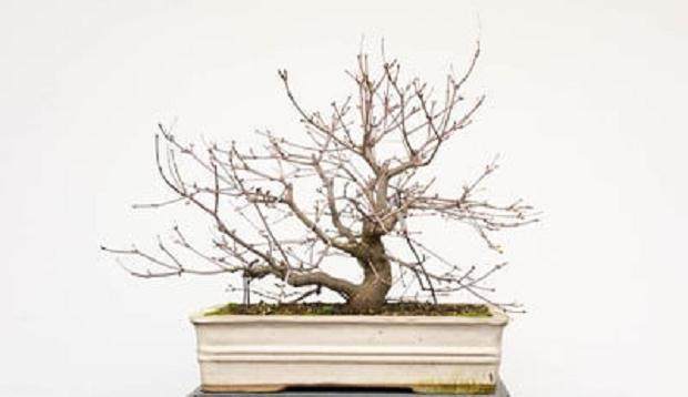 现在是修剪任落叶盆景的叶子的好时候