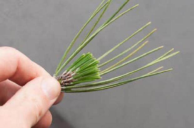 图解 对盆景蜘蛛螨怎么防治的过程