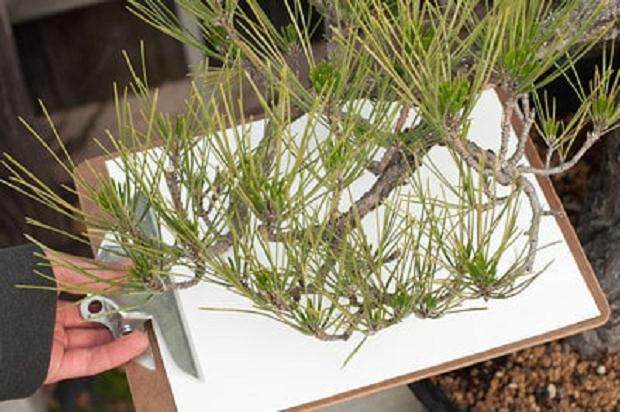 图解 对盆景蜘蛛螨怎么防治的过程