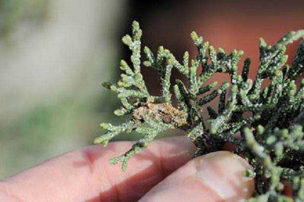 图解 你有没有在你的盆景中看到飞蛾