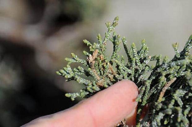 图解 你有没有在你的盆景中看到飞蛾