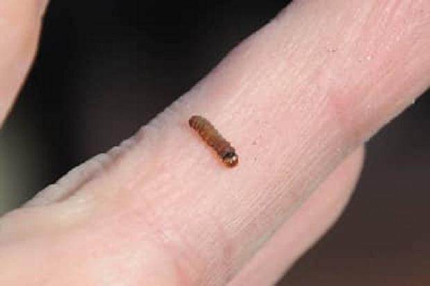 图解 你有没有在你的盆景中看到飞蛾