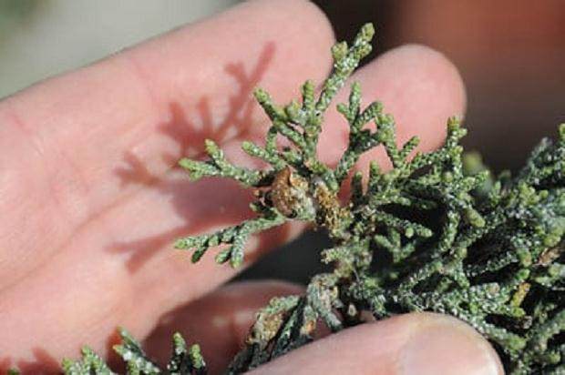 图解 你有没有在你的盆景中看到飞蛾