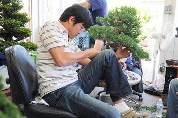 有没有想过每天在盆景上工作是什么感觉？