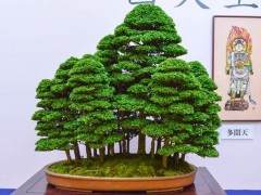 日本京都举行的大观十盆景展