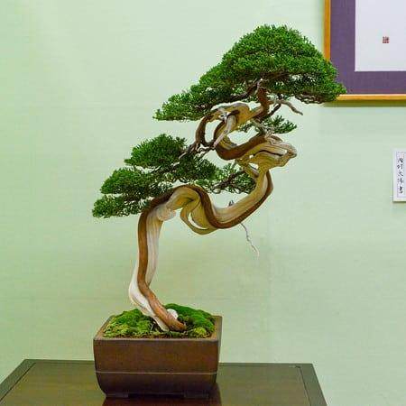 树干展现了盆景的核心和灵魂